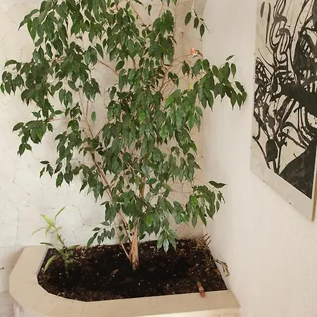 דירה Decor 1830 טרוגיר